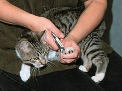 Precisa cortar as unhas do gato?