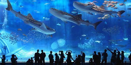 Qual o maior aquário do mundo para visitação?