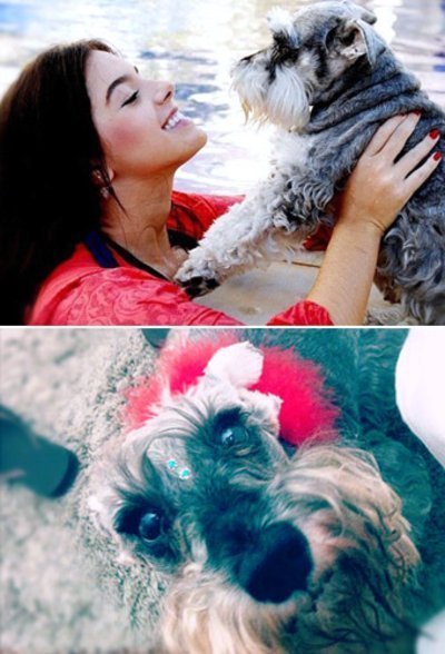 Animais de estimação dos famosos e celebridades!