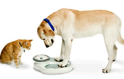 Cuidados com a alimentação do seu cão e gato