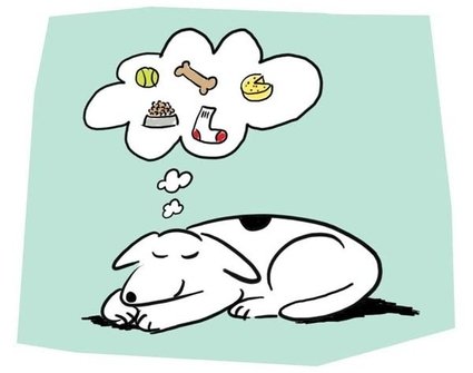 Cães e gatos podem sonhar?