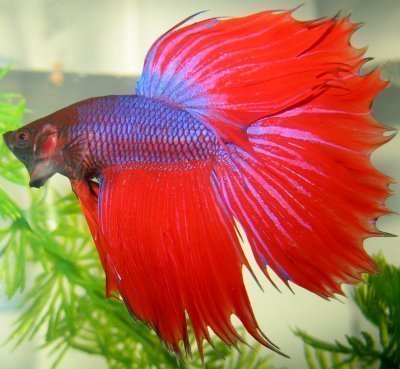 Características e curiosidades do Peixe Betta