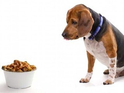 Como agir se o cão não quer mais comer?