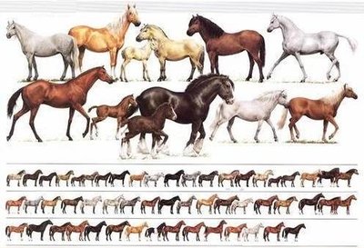 Conheça tudo sobre a Pelagem de cavalos