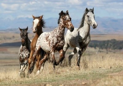 Como diferenciar a Pelagem de cavalos?