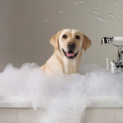 Quantos banhos por mês o cão deve tomar?