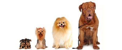 Como escolher um cachorro ideal?