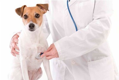 Quando custa um Check up em cachorro?