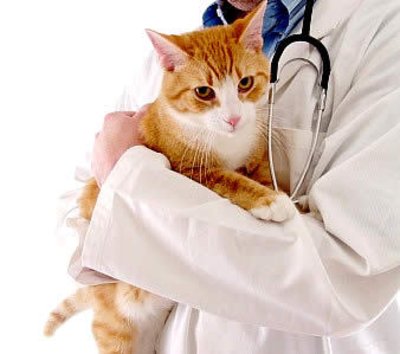 Quanto custa um Check up nos gatos?