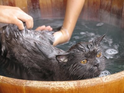 Quantos banhos por mês o gato deve tomar?