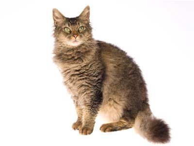 Como cuidar de gatos La Perm?