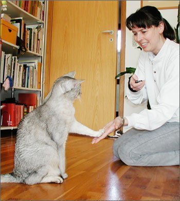 Como adestrar um gato?