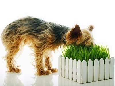 Porque os cachorros comem grama?