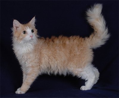 Características dos gatos da raça La Perm