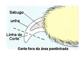 Unha de gato. Cuidado ao cortar.