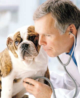Veterinários e animais de estimação