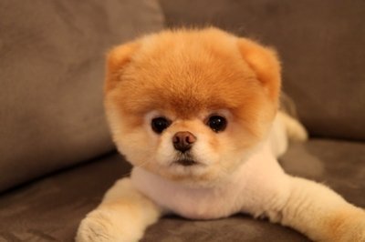 Como cuidar de um Spitz Alemão Anão?