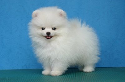 Temperamento e características do cão da raça Lulu da Pomerânia