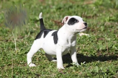 Cachorro da raça Staffordshire Bull Terrier pode brincar com crianças?