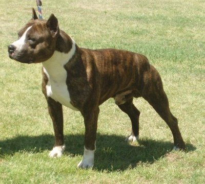 Como criar um cão Staffordshire Bull Terrier?