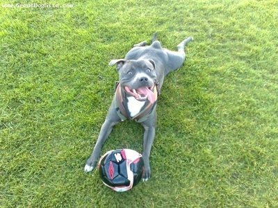 Tudo sobre a raça Staffordshire Bull Terrier
