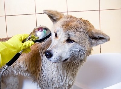 Porque não dar banho nos animais depois de vacinados?