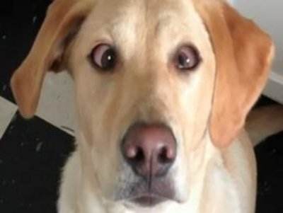 Porque o cachorro fica vesgo?