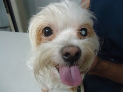 Porque o cão fica com olho branco?