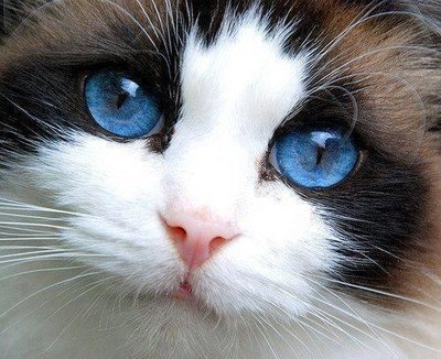 Como saber se o gato está com febre?
