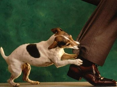 O que fazer com cão ciumento?