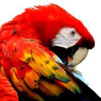 Porque as aves arrancam sua própria pena?