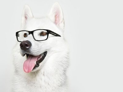 Existe óculos canino?