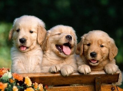 Ter ou não ter 2 cachorros em casa?