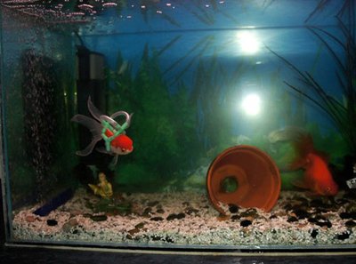 Pra que serve o colete salva vidas do peixe Einstein?