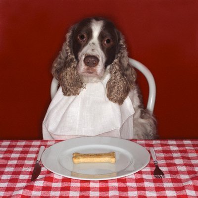 Porque não dar pizza pro cachorro?