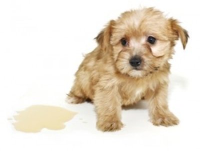 Porque o filhote de cão faz xixi em qualquer lugar?