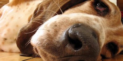 Porque o focinho do cachorro é gelado?