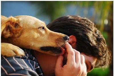 Os maiores mitos sobe cães