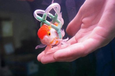 Existe colete salva vidas para peixe?