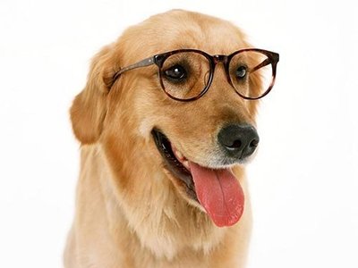 Como funciona a visão dos cães?