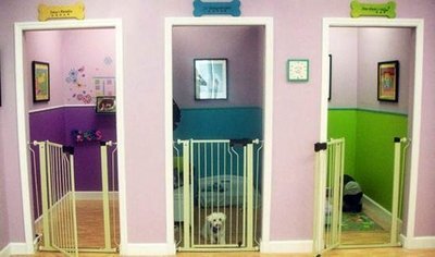 Como escolher um hotel para cães?