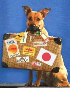 Cuidados com os animais de estimação em viagens
