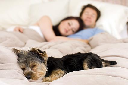 Animais dormindo na sua cama