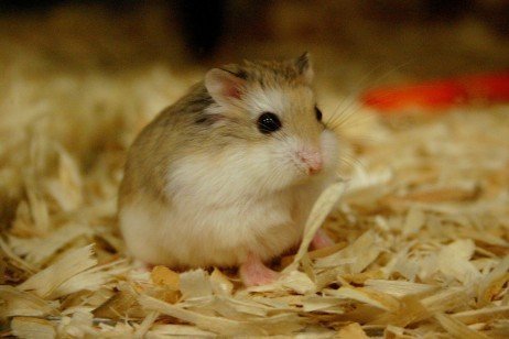 Vantagens dos hamsters