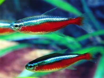 Peixe neon para aquários