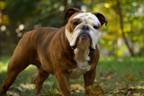 Personalidade do buldogue inglês