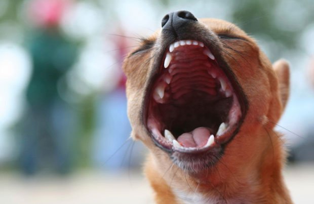 Cachorro latindo muito Cachorro latindo muito