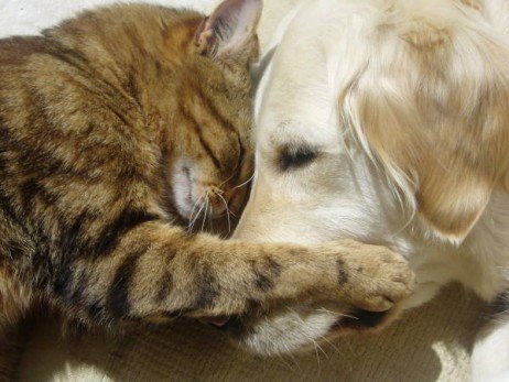 Olhos dos cães e gatos no tempo seco