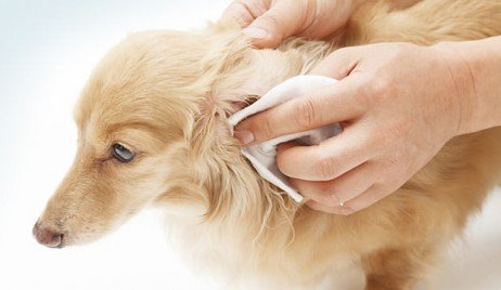 Como secar as orelhas de seu cão