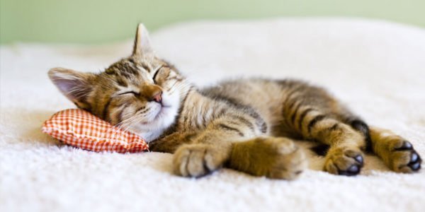 Como deixar seu gato feliz